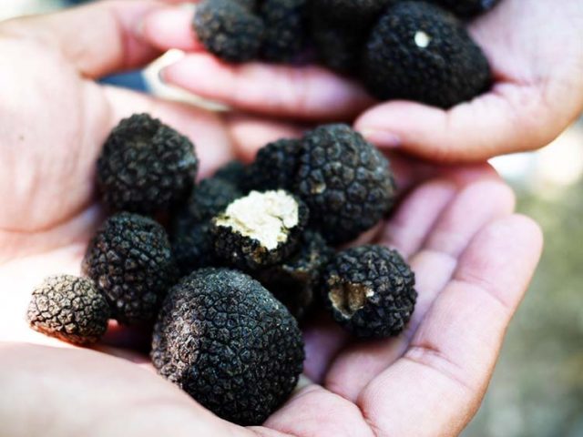 A caccia di Tartufi A caccia di Tartufi